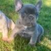 Healthy French Bulldog Puppies