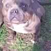Pocket American Bully Stud Open For Service 