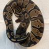 Ball pythons for sale