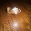 2 male Guinea pigs and enclosure 