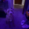 American Pitbull Terrier For Sale