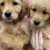 AKC Golden Retrievers