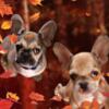 AKC registered french Bulldog puppies Delivery & credit cards accepted