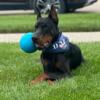 UPCOMING EUROPEAN DOBERMAN LITTER - FULLY HEALTH TESTED PARENTS