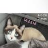 Rosie Sweet Siamese mix Unique Seal Pt. Classic Tabby