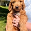 Red First Generation Standard Golden Doodle Puppies