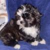 Male shih tzu looking for their homes