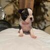 AKC Boston Terrier