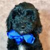 Mini Australian Goldendoodle 