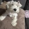 1 Male MINIATURE Schnauzer available and ready!