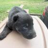 German shepherd pup