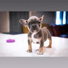 French bulldog