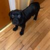 Female puppy black lab 600$