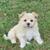 Shihpomtese puppies for sale in Michigan at wrennspuppies.com