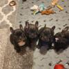 1 male frenchie pup available