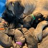 AKC English Mastiff Puppies Ready June 19