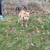 Bred Game Dog 6 Years Old