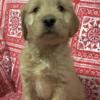 Golden Doodle Girl Puppy up for adoption