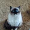 Pedigree Ragdoll Kittens Ready for Christmas  December 2023