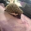 Hedgehog Babies