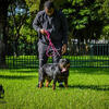 Female Rottweiler 