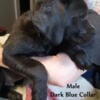 Cane Corso Puppies - Ready To Go - No Deposit Needed