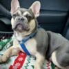 AKC Lilac French Bull Stud