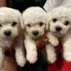 AKC Bichon frise males