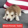 AKC Alaskan Malamute puppies
