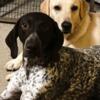 Loving Home Needed For Two Loyal Dogs