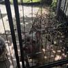 Female Frenchie rehoming