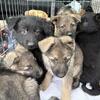 8 Pure German Shepherd Puppies - Black/ White & Black/ Brown! BEAUTIFUL PUPS!