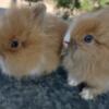 Lionheads 8 weeks Brownsville WI 1 w blue eyes