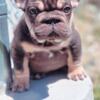 Beautiful French bulldog puppies looking for a home