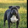 ABKC American Bullies