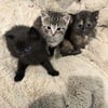 Kittens