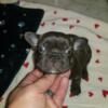 French Bulldog Puppy Female Blue Brindle