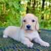 Mini Dachshund Male Pup Creme Long Haired Adoption Available