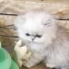 Adorable Persian Kittens