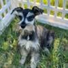 Female mini schnauzers available