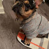 Frenchie