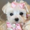 Maltese, Pugs, French Bulldogs, Morkies, Maltipoo, Cavapoos, Morkies, chihuahuas