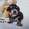 Bear CKC Yorkipoo Hess Pooches LLC