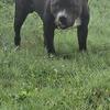 Pure bred STAFFY