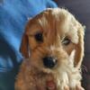 cockapoo