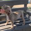 XXL American bully pups for sale