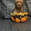 Mini Goldendoodle Girl