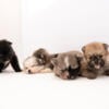 Pomeranian puppies for rehoming