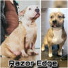 Razor edge puppies coming soon