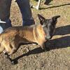 Belgian Malinois 6 Month Old Pups